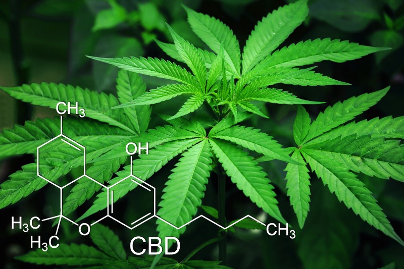 Cannabis Light retecamere_it_800x533